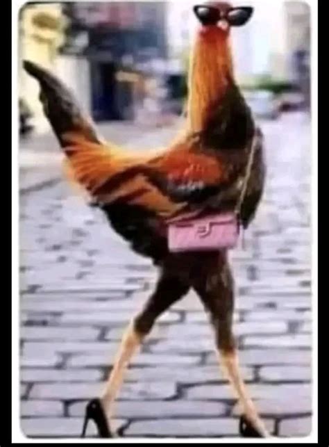 chicken with gucci purse meme|chicken memes.